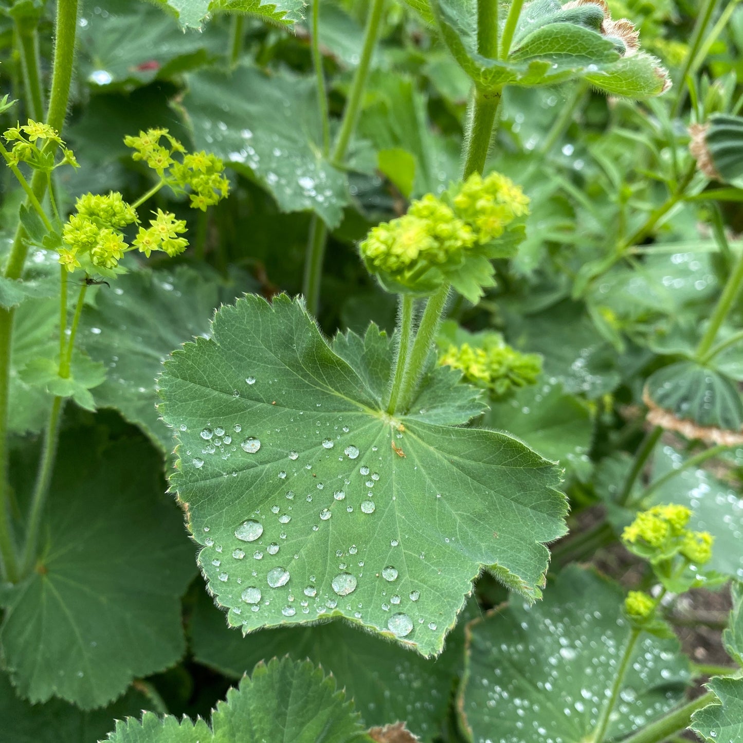 Alchemilla mollis