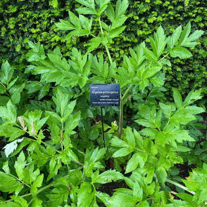 Angelica archangelica