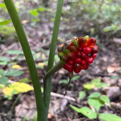 Arisaema triphyllum