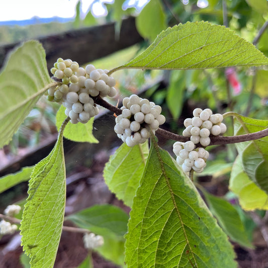 Callicarpa americana var. lactea