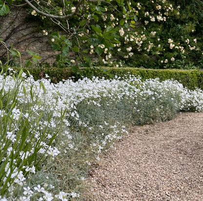 Cerastium tomentosum 'Yoyo'