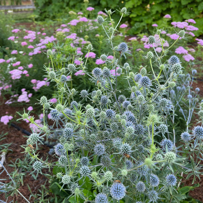 Eryngium planum 'Blue Cap'