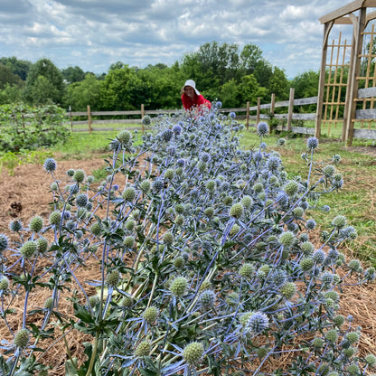 Eryngium planum 'Blue Cap'