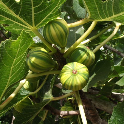 Ficus carica 'Panache'