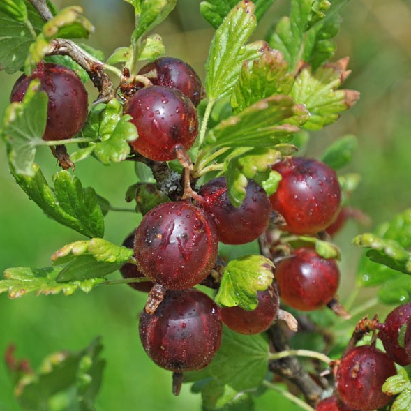 Ribes uva-crispa 'Jeanne'