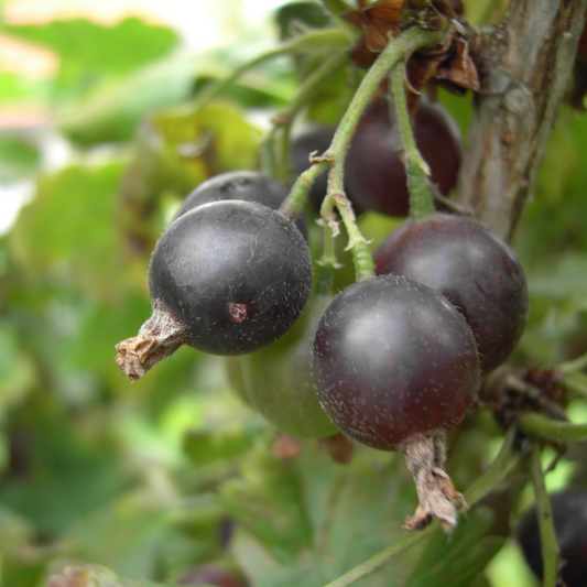 Ribes uva-crispa X nigrum 'Jostaberry'