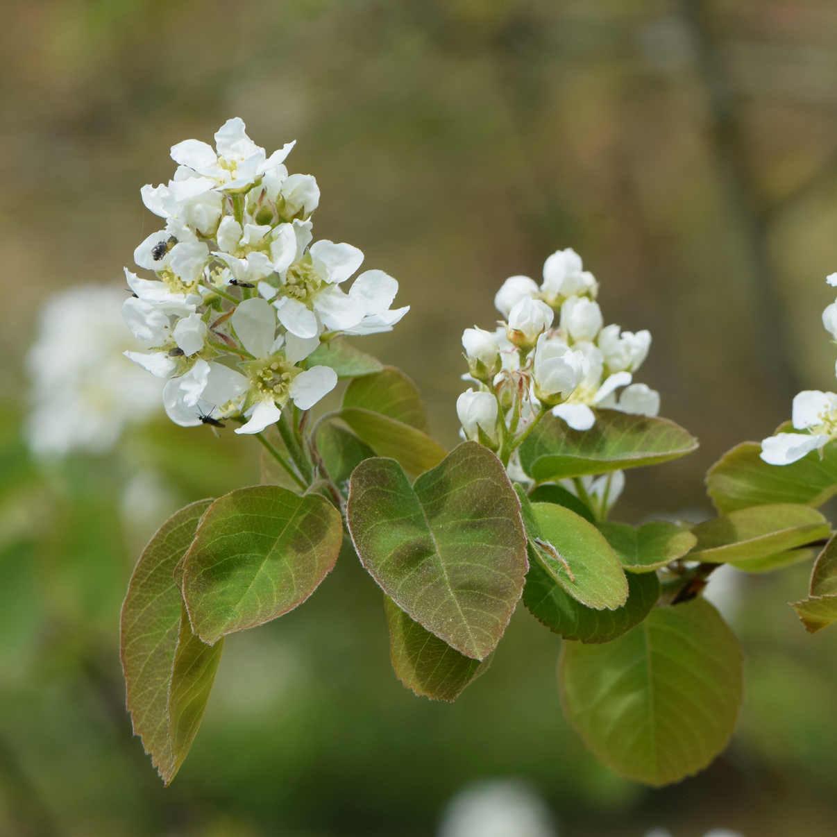 Amelanchier alnifolia Saskatoon, Western Serviceberry, Shadbush