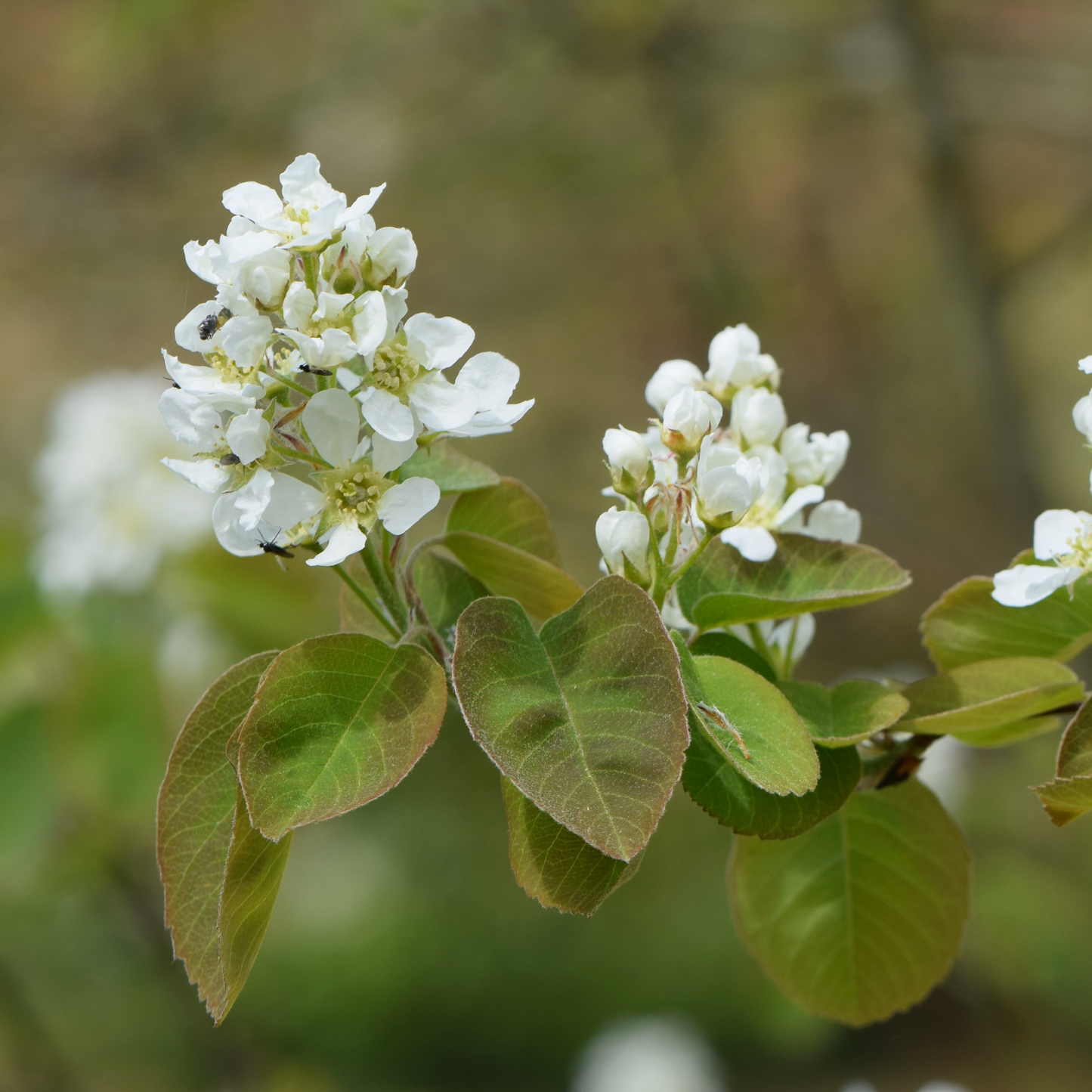 Amelanchier alnifolia