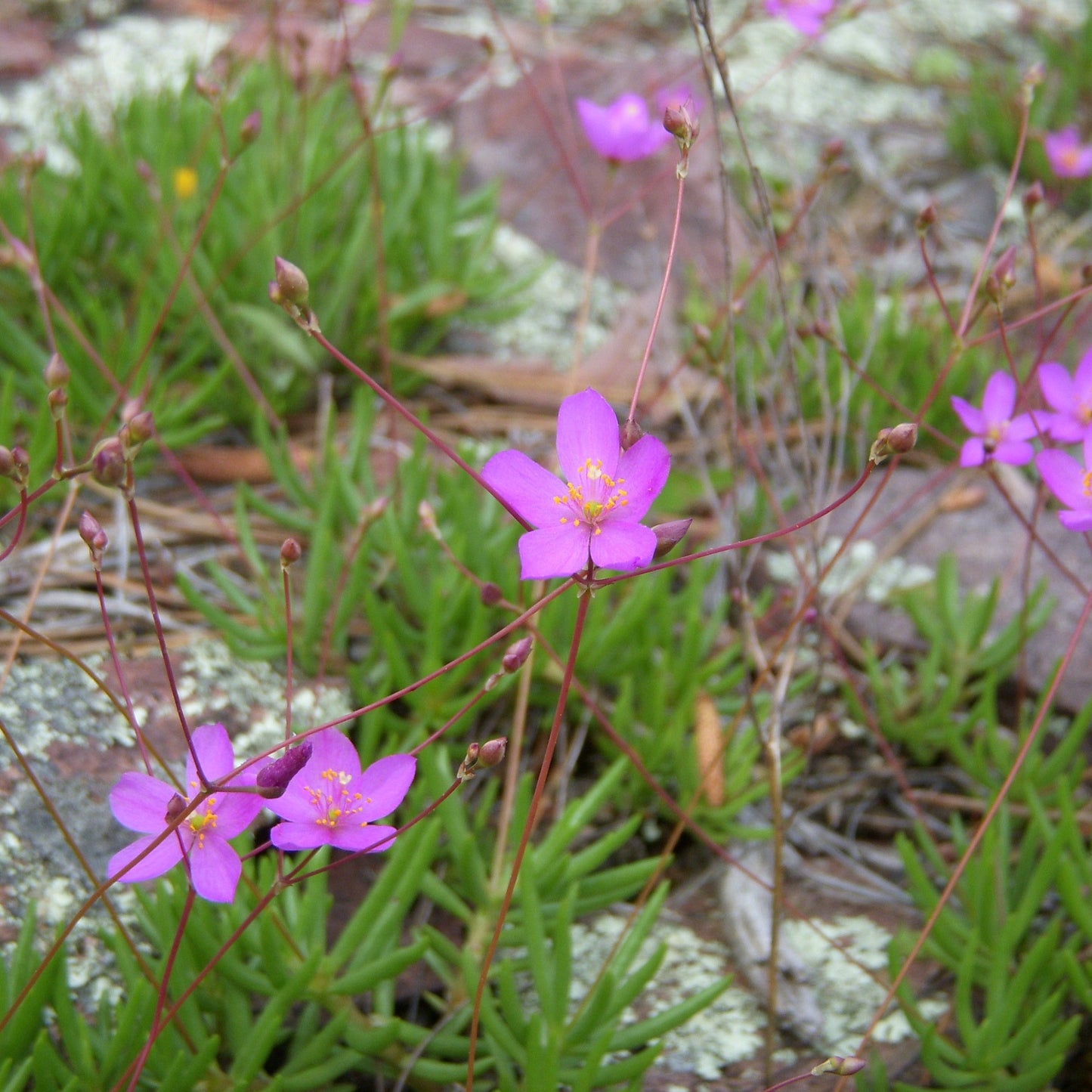 Phemeranthus calycinus