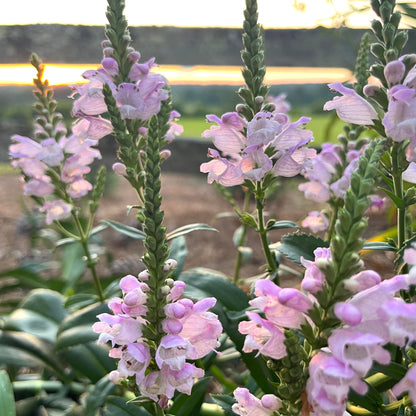 Physostegia virginiana