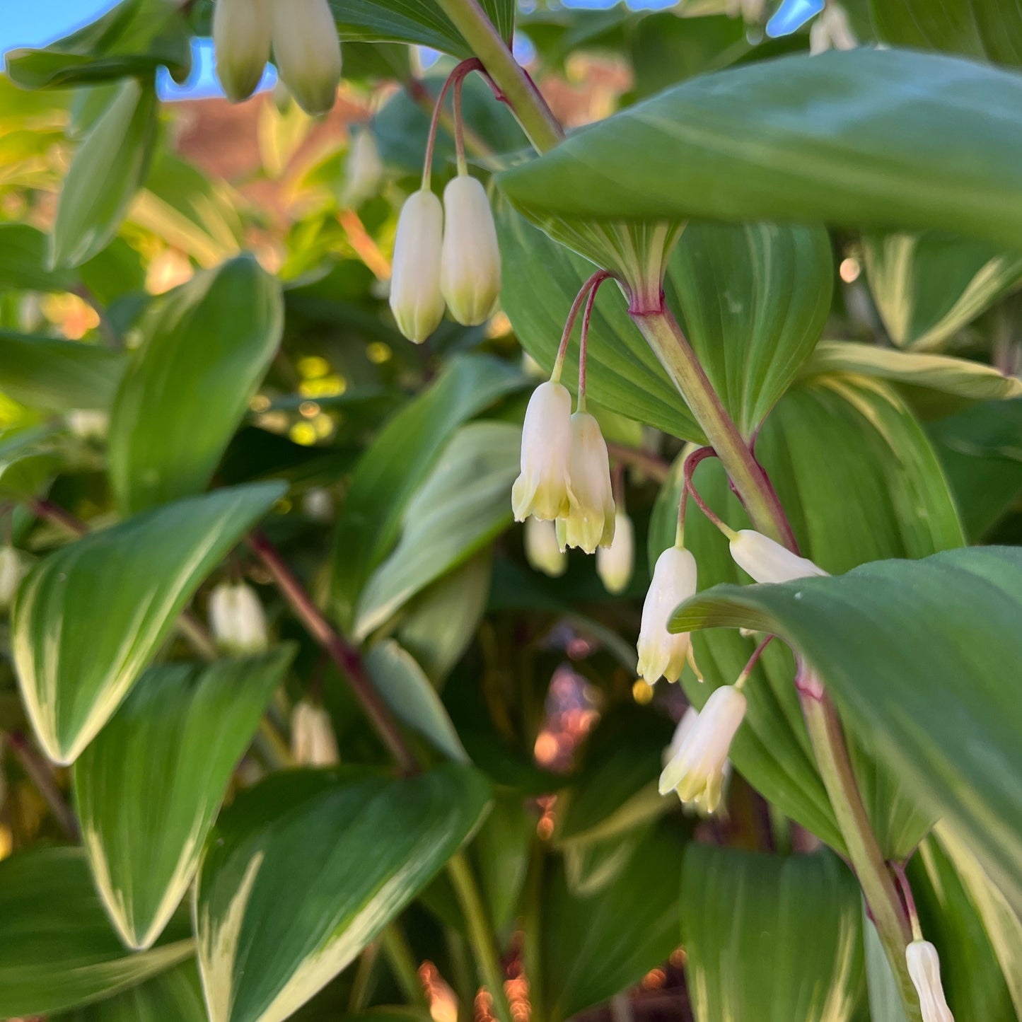 Polygonatum odoratum 'Variegatum'