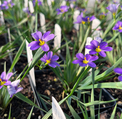 Sisyrinchium angustifolium 'Lucerne'