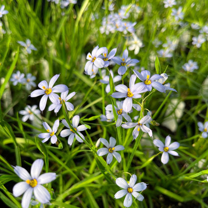 Sisyrinchium nashii 'Suwannee'