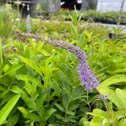 Veronicastrum virginicum 'Fascination'