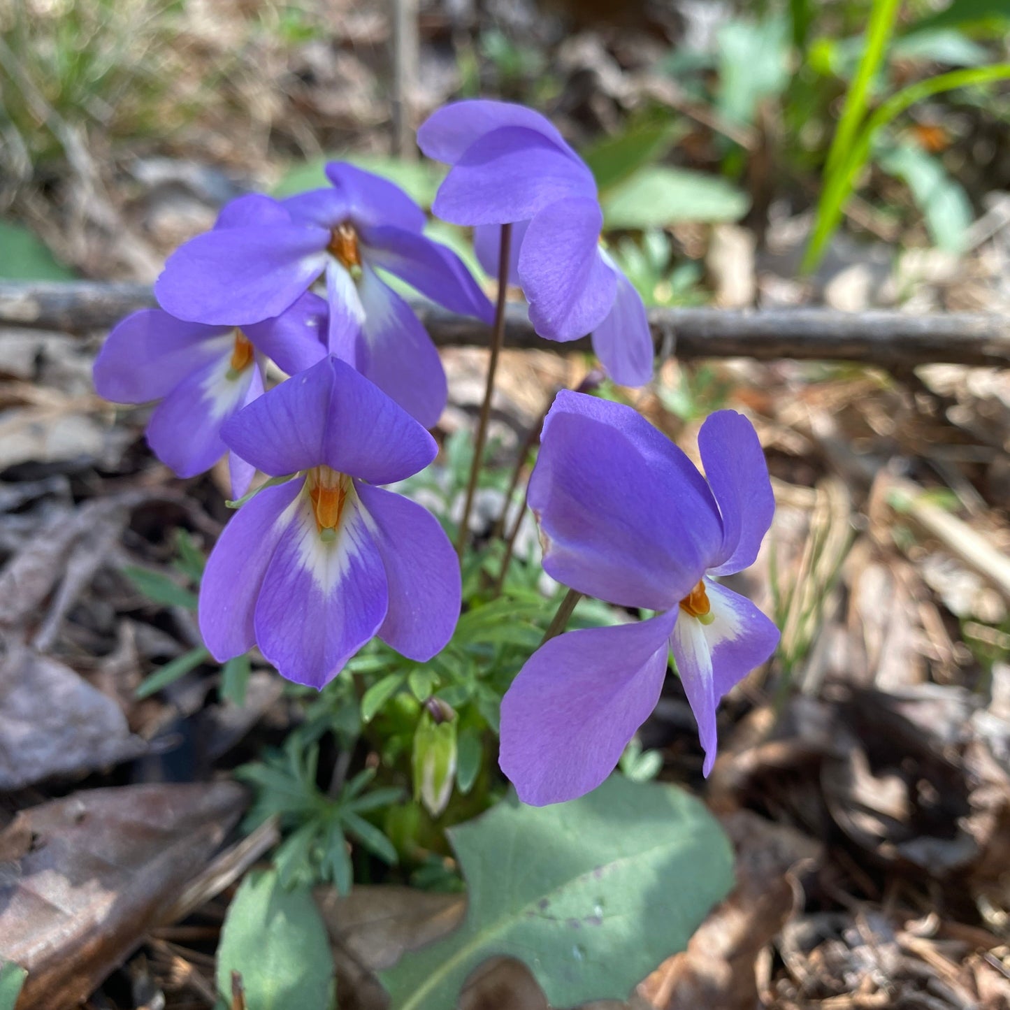 Viola pedata